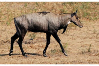 Bihar Nilgai Killing