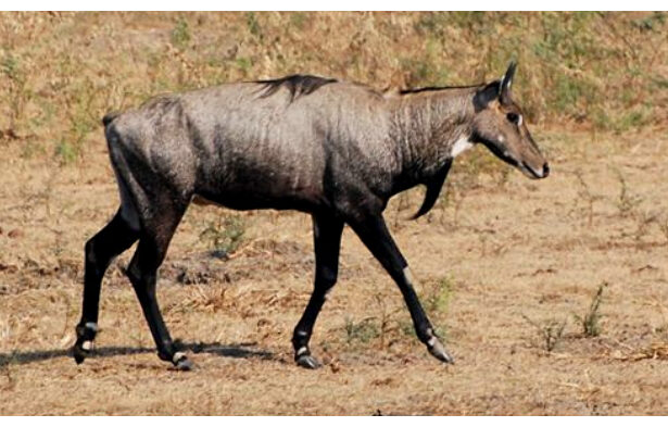 Bihar Nilgai Killing