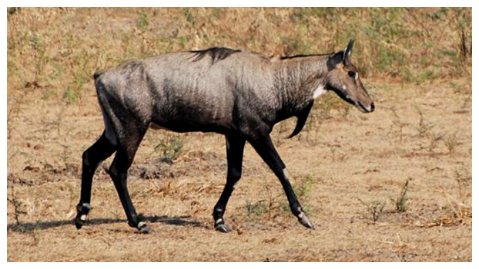 Bihar Nilgai Killing